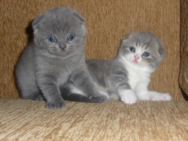 Шотландские котята ждут любящих хозяев!