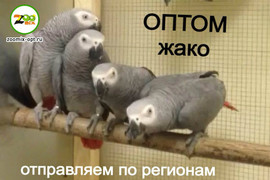 волнистые попугаи оптом 3