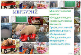 Монтаж оборудования для свинокомплексов и птичнико