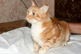 Помогите породистой кошечке найти дом