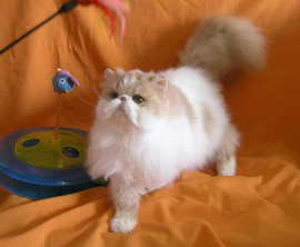 Питомник "Sigel" предлагает красавца-перса 6