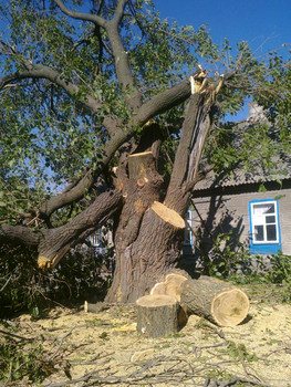 работа с деревьями (вальщик леса) 3