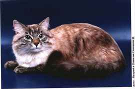 Клубные невские маскарадные котята