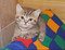 Котята породы Британская короткошерстная