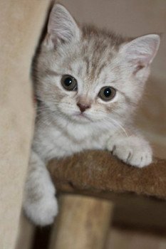 Шотландские страйт и фолд котята 2