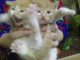 Продажа пушистых котят 7