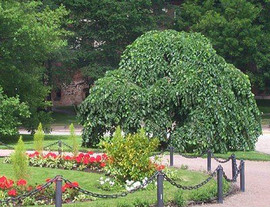 Садово-парковые растения 2