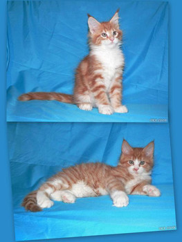 Котята мейн кун