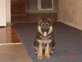 Продам щенков