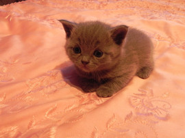 шотландские котята с документами 6