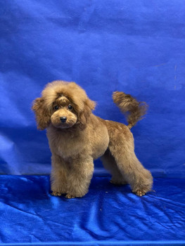 Щенок пуделя той красный мальчик