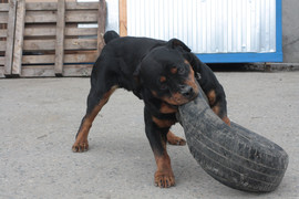 Сон о Хозяине