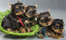 щенки йоркширского терьера