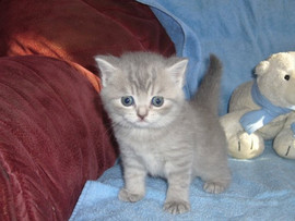 ПРОДАЮТСЯ ЩОТЛАНДСКИЕ КОТЯТА. 4