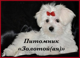 Мальтезе щенки продаются