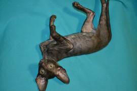 Красавица - кошечка Корниш рекс 9