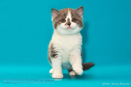 Плюшевый шотландский котенок из питомника