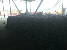 Картофель оптом +5 от производителя! 3