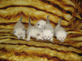 Британские очаровательные котята 2