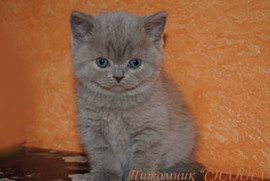 Британские котятки- милые ребятки. 5