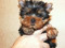 Продам щенков йоркширского терьера