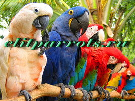 Абсолютно ручные птенцы попугаев