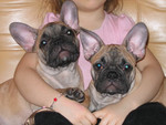 Продаются щенки французского бульдога