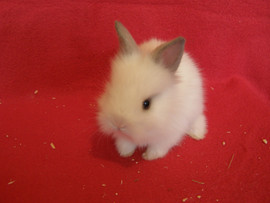 карликовые крольчата белые и пушистые