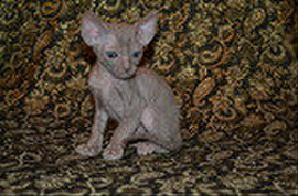 Элитные кучерявые котята Корниш рекс 4