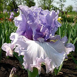 Ирисы ТВ "Crystal Gazer"(Keppel'2002).