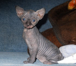 Котята канадского сфинкса