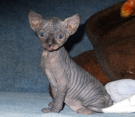 Котята канадского сфинкса