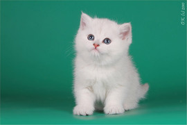 Британские котята - шиншиллы