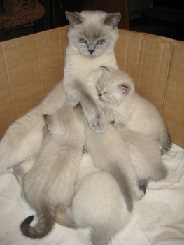 британские котята с родословной 2