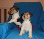 Фокстерьер ж/ш щенки