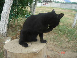 Отдам в добрые руки 5