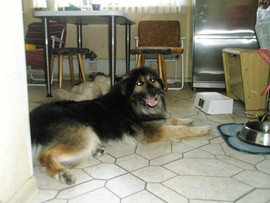 Кузьма, молодой домашний пес с золотым характером.