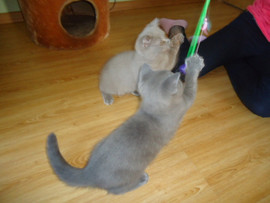 Замечательные Британские котята 3