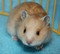 Сирийские хомячки из питомника "Солнечный Дом"
