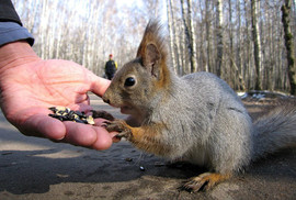 продам белку европейскую