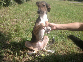 Отдам в хорошие руки!