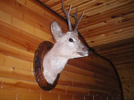 продам головы 7