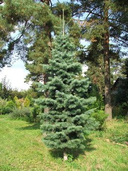 Саженцы редких деревьев и кустов для сада 4