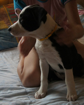 стаффортширский терьер 4 мес.; в надежные руки