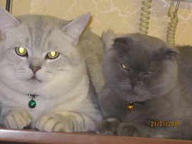 Шотландские страйт котята 8