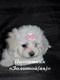 Мальтезе, Померанский шпиц, Йоркширский терьер щенки мини и стан