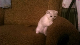 Продам кошечку вислоухую шиншиллу.