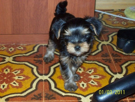 Щенки Йоркширского терьера