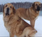 щенки испанского мастифа