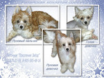 Китайская хохлатая собака - щенки для Вас